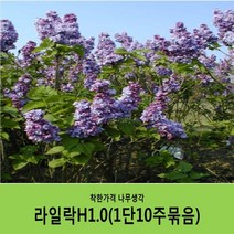 착한가격 나무생각 라일락나무 묶음모음, 라일락H1.0(1m)10주묶음
