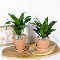 [토분 set] 키우기 쉬운 실내공기정화식물 반려식물 드라세나 콤펙타, 플라워 토분