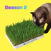[밀싹고양이] [시즌2] 뮤토 점보 캣그라스 생화 (대용량) 고양이 풀 강아지 풀 도그그라스, 귀리