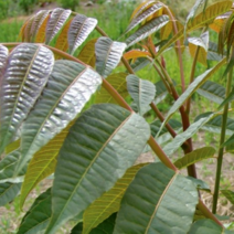 약용식물 / 참죽나무 (참중 뿡나무) 실1년 10주묶음 MT48-1