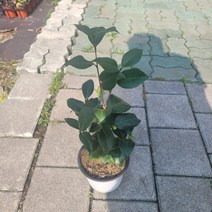 무배특가 실내공기정화식물 겨울식물 블랙로즈동백 중품 30-60cm 119