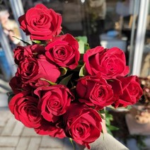 데일리꽃데일리꽃 푸에고장미 반단 한단 농장직송