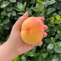 그린 황도 복숭아 1kg, 1, 상세페이지 참조