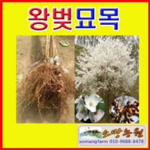 (G소망)왕벚나무묘목 접목1년생 4그루