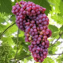 묘목/ 초대형 포도나무 홍삼척 /접목 1년 6개월 포트 KJ135