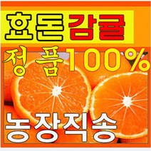제주효돈감귤(농협납품)(타이벡) 5kg-당일선별배송, 10kg(큰귤)(2L)