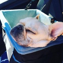 커고 로버부스터시트 애견 강아지 카시트, 색상:저니부스터시트