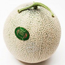 MELON 고당도메론 멜론가격 하미과 멜롱 메론 골드메론 다이어트 1과 머스크멜론 머스크메론 멜론