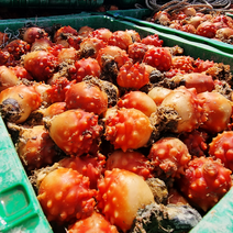 통영 산지직송 깐멍게 꽃멍게 피멍게, 꽃멍게(안깐멍게), 1kg(9-12미)