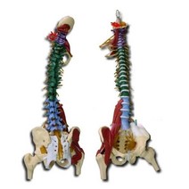 1:1 척추모형 뼈 골격 정형외과 실습 교육용 경추요추, 85 cm(골반+대퇴골두+색분할)
