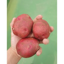 7월수확 홍감자 5kg 10kg 포슬포슬 자색 카스테라 감자, 왕특10kg