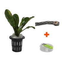 바보사랑 DIY 마이플랜츠 초야우드 에키노도루스 .미미네아쿠아