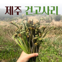 테이블지니 2022년 제주 건 고사리 햇고사리 자연산 야생 말린 먹고사리, 제주 건고사리 200g