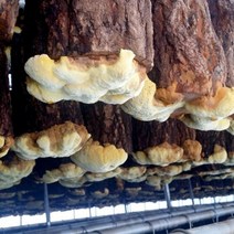 청도 공중재배 상황버섯농장 직송 국내산 상황버섯, 청도 공중재배 상황버섯 50g, 상세페이지 참조