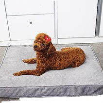 별이다섯마리 천연라텍스 강아지방석 쿠션, 회색