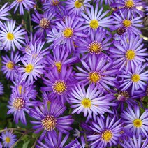 야생화피어나라플라워 청화쑥부쟁이 (1Set 3포트), 1개