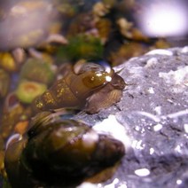 산지직송충북영동 배면식님의 금강 깐다슬기 500g