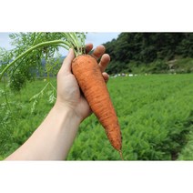 친환경 당근 유기농 무농약 당근주스 2kg 3kg 5kg 10kg, 당근 2kg, 1개