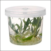 투명 통기성 배양용기(수경재배기) - 480ml