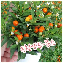 꽃나라엘리스 옥천앵두-중소-동글동글 예쁜 열매가 정말 사랑스러운 옥천앵두