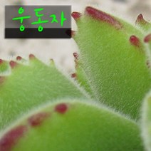 웅동자(Cotyledon tomentosa) 지름 9cm 소품 다육화분, 4개