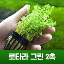 초보 수초 키우기 로타라 그린 2촉, 없음