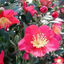 캔들마노 [ 프래그런스오일 ] 카멜리아 Camellia _ 동백향 동백꽃향, 100ml