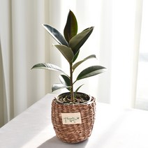 실내공기정화식물 율마 아레카야자 스킨답서스 산세베리아 테이블야자 유칼립투스 이레카야자 페페 스투키 몬스테라, 13.멜라니고무나무, 1개