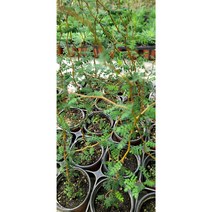 봄봄 마오리소포라 귀여운여인, 1개