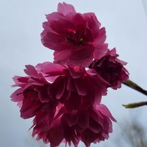 목하원예조경 