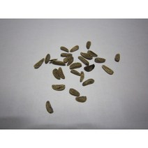 오갈피나무씨앗 20g(2000립)