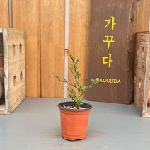 가꾸다 장수매 소품분재 홍장수매, 1개