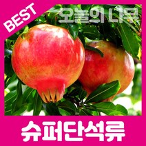 합리적 가격의 우수한 수퍼단석류묘목1-2년생, 캘리 수퍼단석류(대왕석류)묘목 상묘