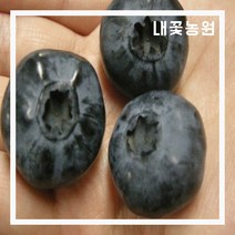 블루베리(챈들러) 2년 12CM포트 2주 묶음 (8월 모습)