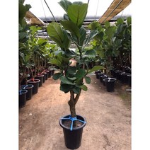 떡갈고무나무 대형 140cm 굵은 목대 실내 공기정화식물 대형 화분 관엽식물 행복한꽃농원, 대형(140cm), 1개