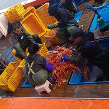 주문진산지직송 살 꽉 찬 박달 자숙 홍게 5미(마리당400 g내외)무료배송, 10마리