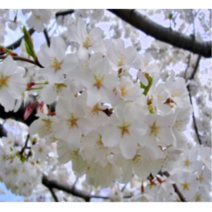 (성실D)왕벚나무묘목 접목1년생 5그루