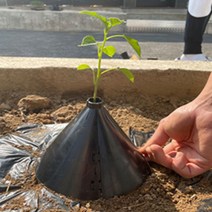 고급팜꼬깔 고추품질향상 고추모종 탄저병 냉해방지 재활용가능 병충해예방 고추농사 필수품