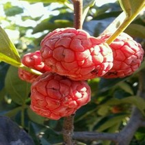 착한가격 나무생각 접목꾸지뽕 접목3년*(결실주)