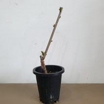 체리나무 스위트하트묘목 접목1년생 화분채배송