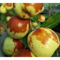 사과대추나무 결실주 분뜨기