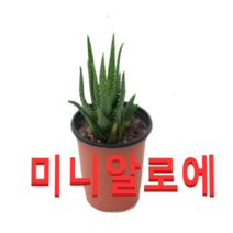 (성실농원A)미니알로에 화분(소) 4그루 공기정화식물, 1개