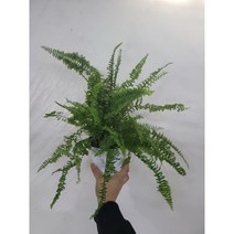 고사리 신 뉴보스턴고사리 중품 25~40cm 69