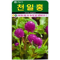 천일홍 꽃씨앗 100립