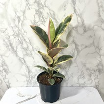 수채화고무나무 고무나무