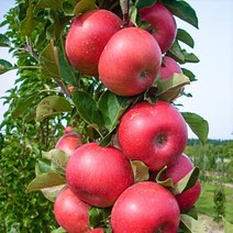 [모든원예조경] 기둥사과나무 묘목 (결실주) 분묘 미니사과 과수 유실수