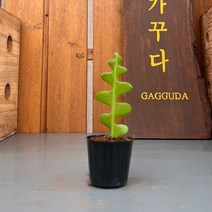 가꾸다 생선뼈선인장 (피쉬본선인장) 공기정화식물, 1개