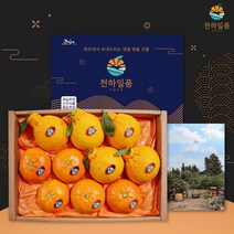 천하일품 레드향 한라봉 천혜향 명품 선물세트 3kg 5kg, 1박스, 07.한라봉 선물세트 5kg 중대과(17-22과)