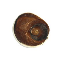 화석조개 원석조개 천연화석조개 장식용 HSROU-4156, 단품
