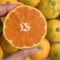 제주 하우스감귤 고당도귤 하우스귤 가정용 사이즈별 선별, 가정용 대과 2kg 11~14과, 1개